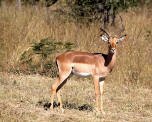 Antelope