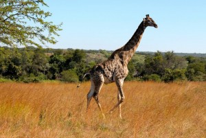 Girafe